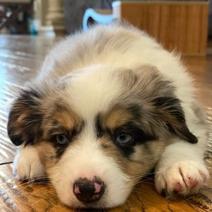 Meet your Posher, Arianna